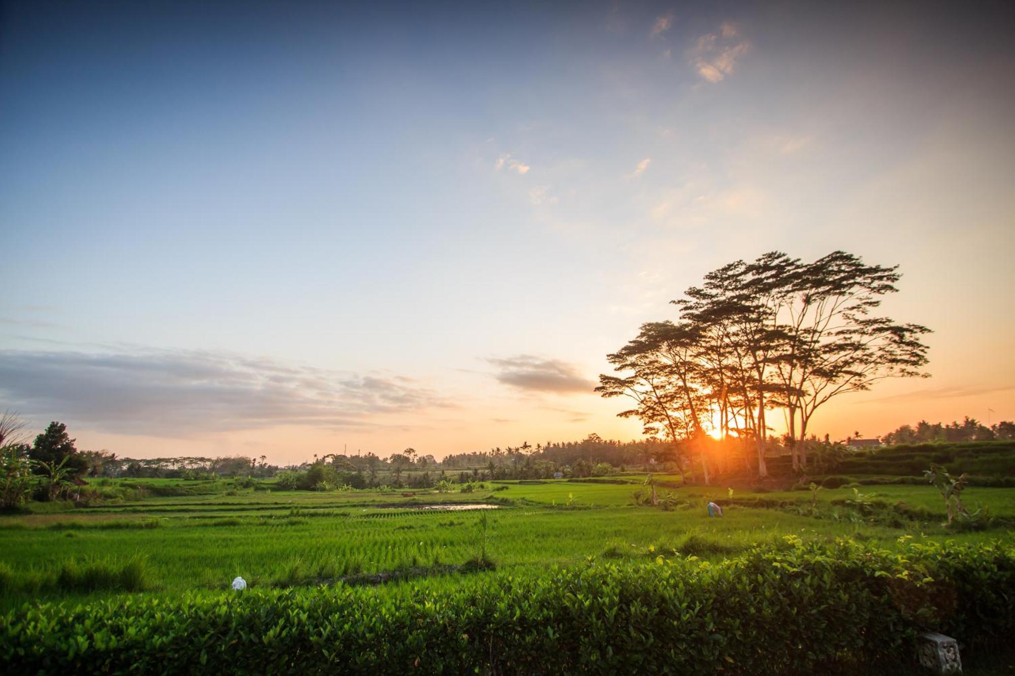 Griya Kcb Villa Ubud Exteriör bild